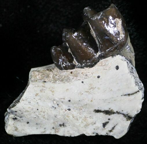 Oligocene Horse (Mesohippus) Jaw Section #25106
